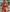 Mallorca Shimmer Front-Tie Ribbed Bikini Set in Red