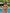 Tulum Shell Triangle Bikini Set