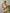 Milos Textured w/ Golden Thread Triangle High Waisted Bikini Set in Beige