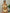 Milos Textured w/ Golden Thread Triangle High Waisted Bikini Set in Beige
