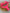 Fiji Neon Crinkle Triangle Bikini Set