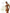 Dubai Brown Golden Thread Triangle Bikini Set